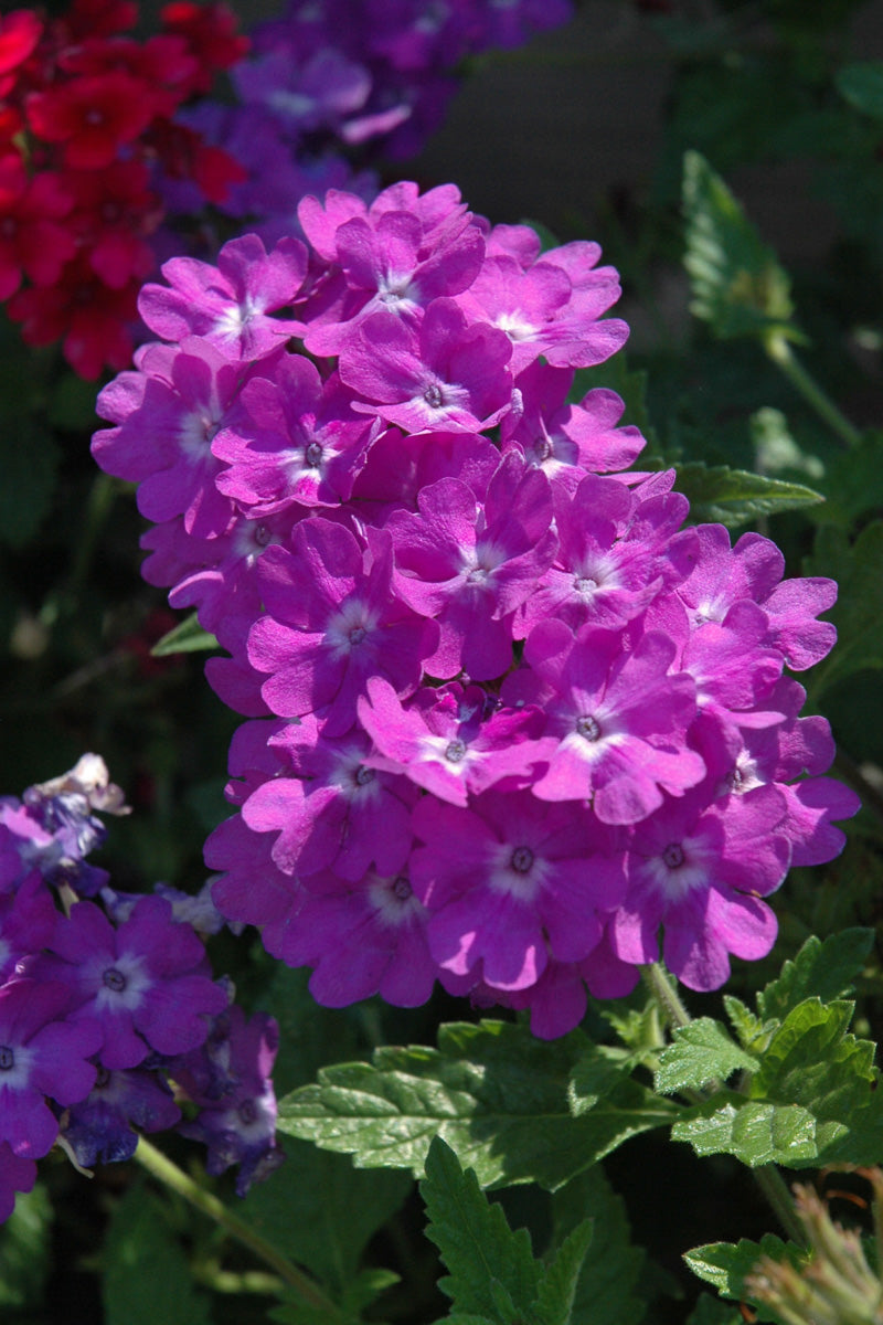 Verbena, Superbena Violet Ice