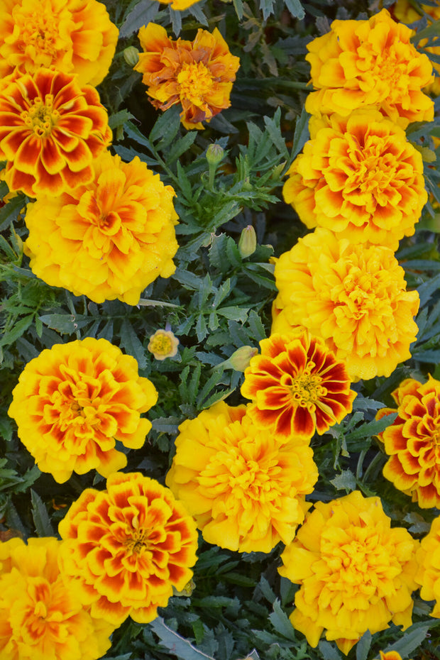 Marigold Safari Yellow Fire