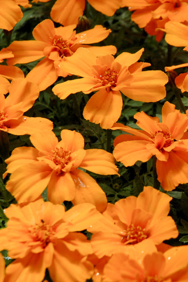 Marigold, Safari Tangerine