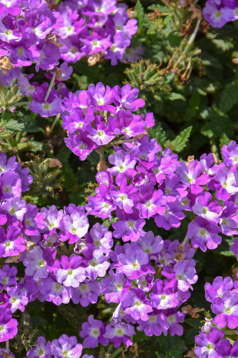 Verbena, Superbena Amethyst