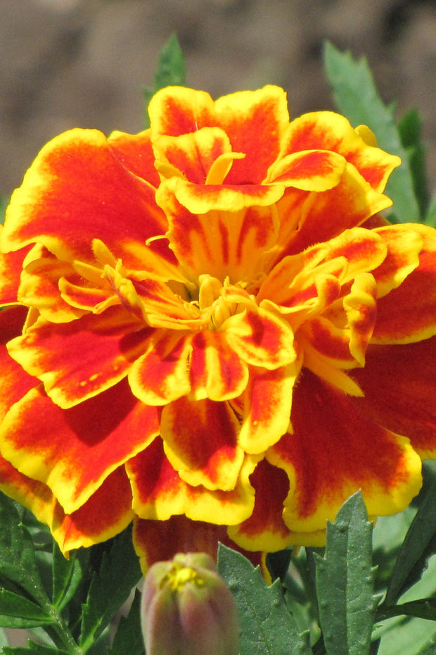 Marigold Safari Scarlet