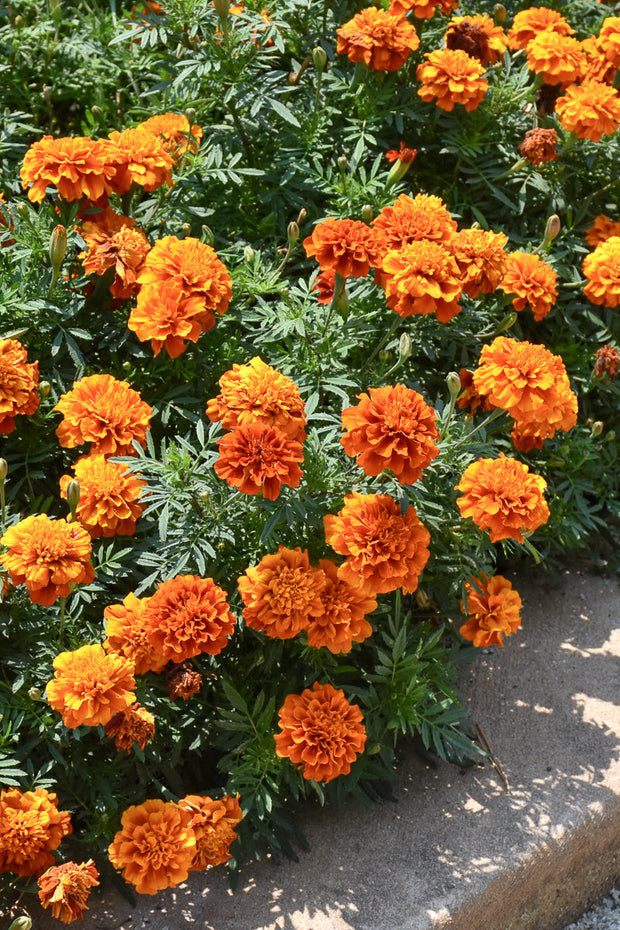 Marigold Fireball