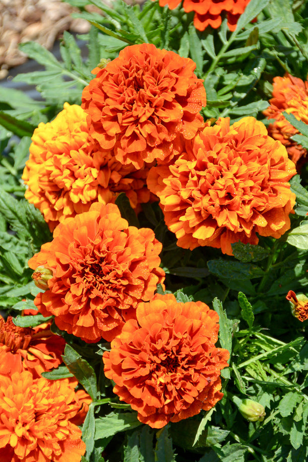 Marigold Fireball