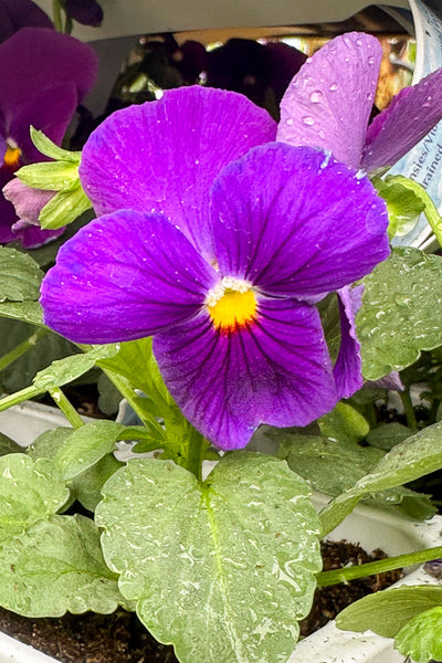 Pansy, Delta Pro Clear Violet