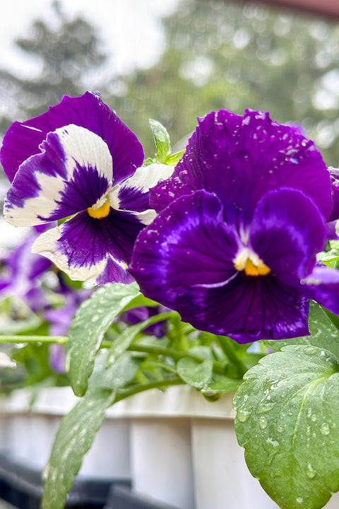 Pansy Colossus Blotch Neon Velvet