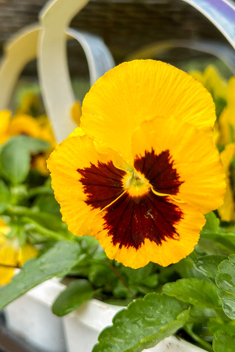 Pansy, Colossus Yellow Blotch