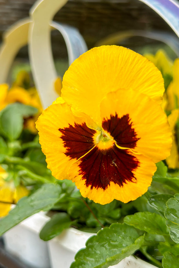 Pansy, Colossus Yellow Blotch