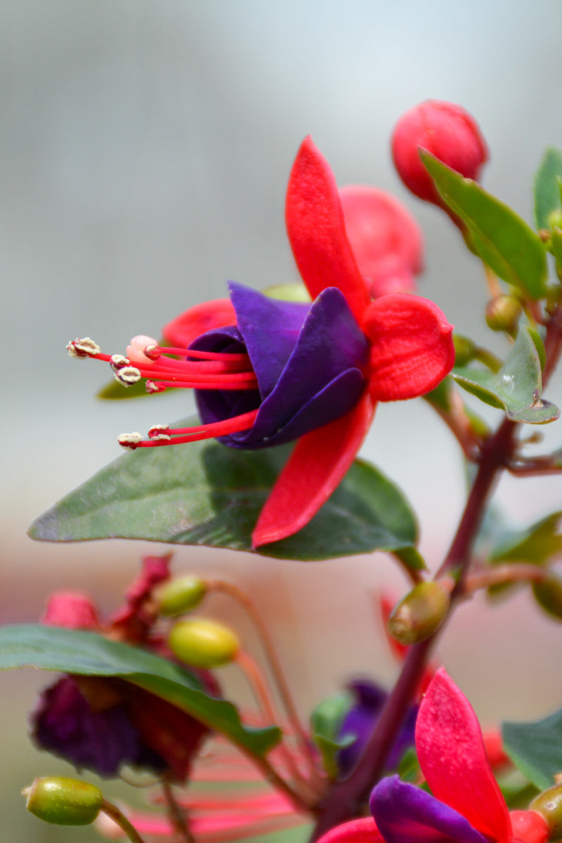 Fuchsia Bella Vera