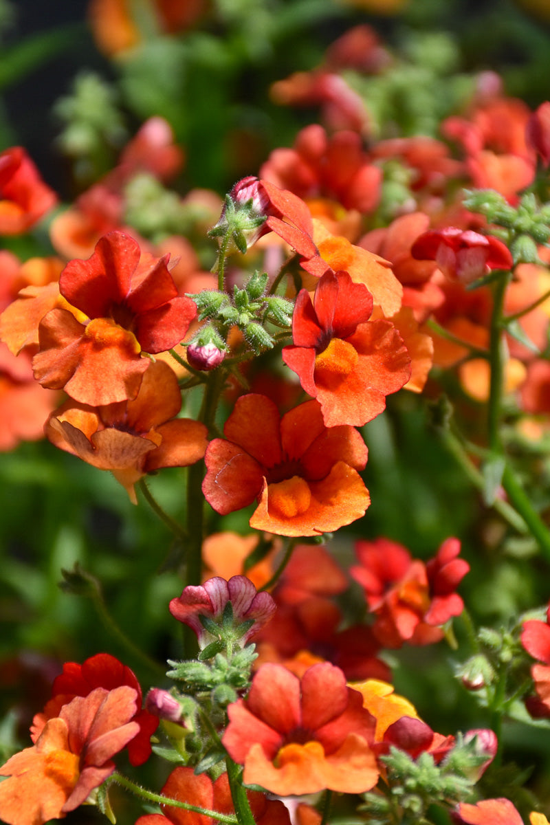 Nemesia Sunsatia Blood Orange