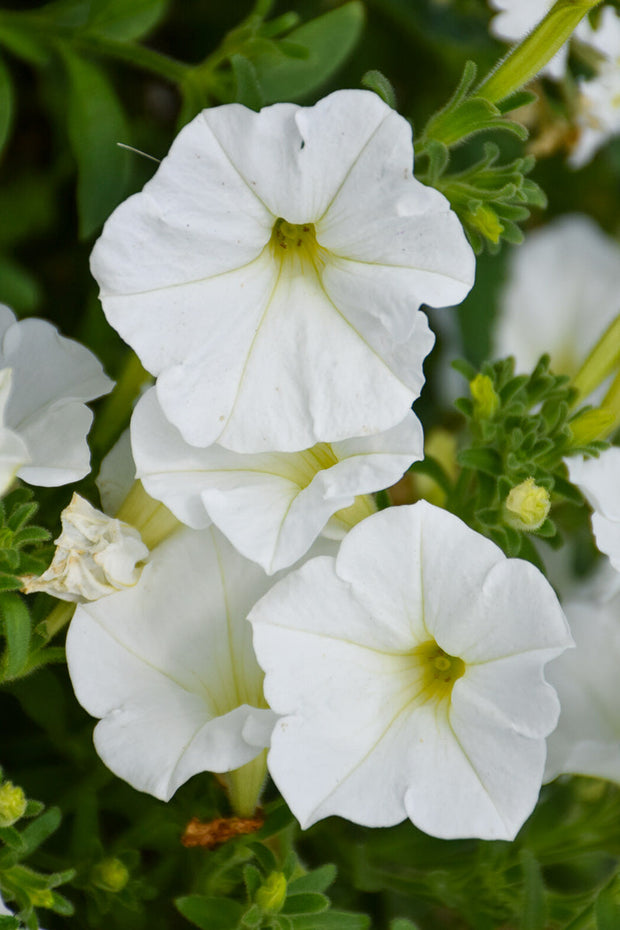 Petunia, Supertunia White