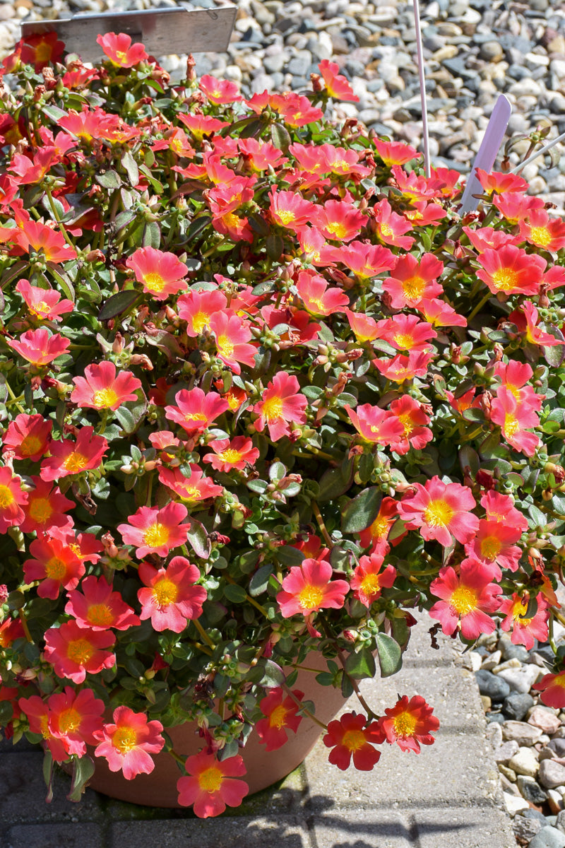 Portulaca Nano Hot Pink