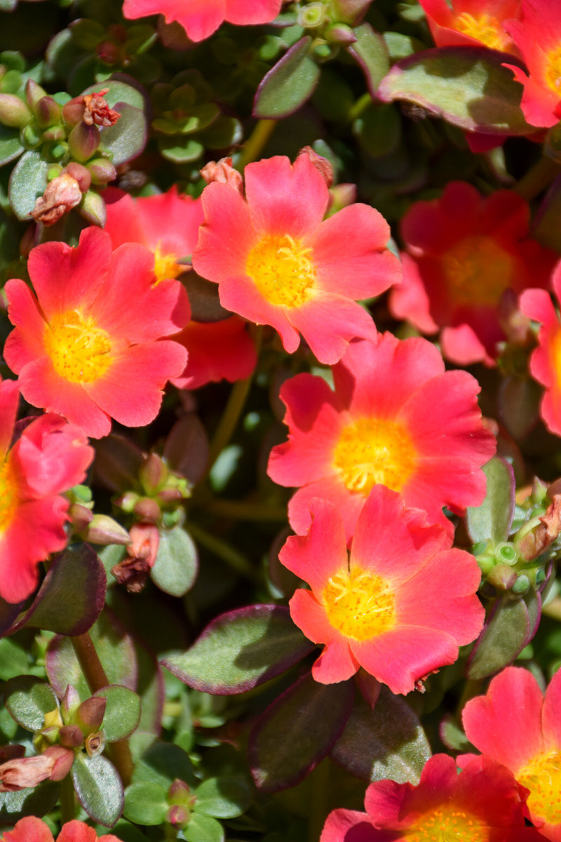 Portulaca Nano Hot Pink