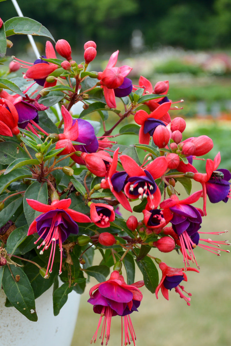 Fuchsia Bella Vera