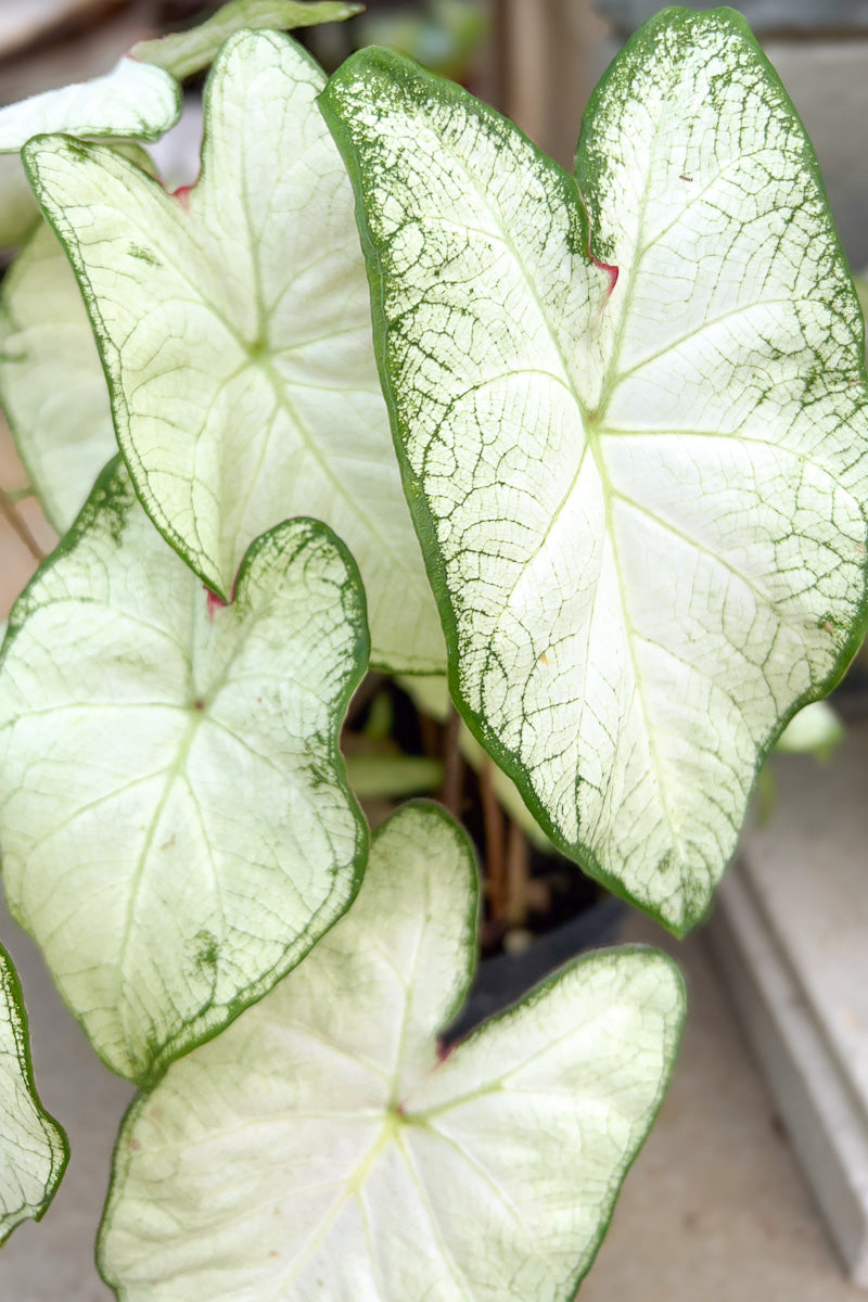 Caladium, White Moonlight