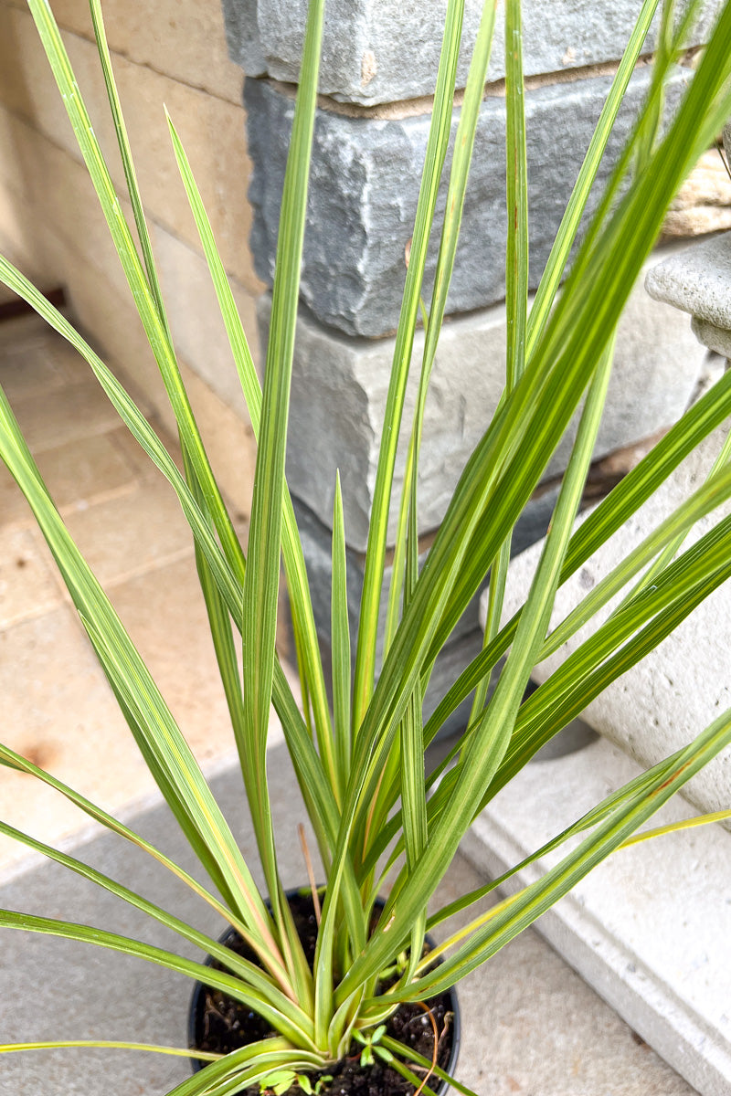 dracaena green spike Dracaena, Spike