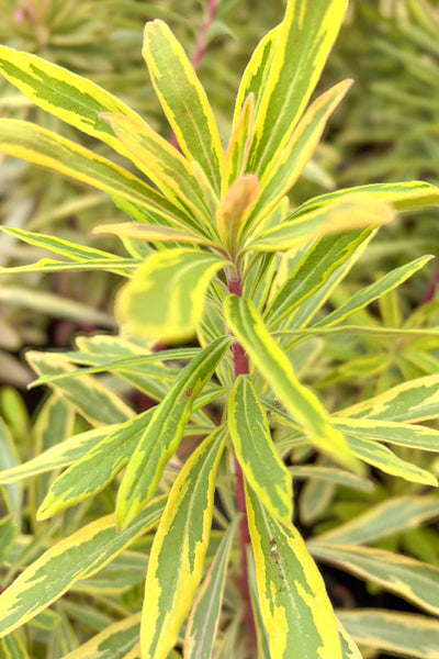 Euphorbia | Ascot Rainbow | 4"