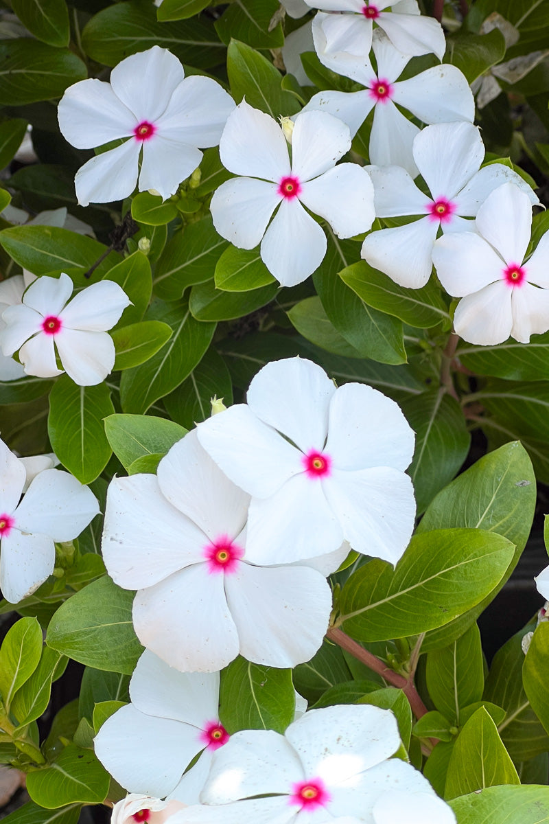 Vinca, Cora Polka Dot