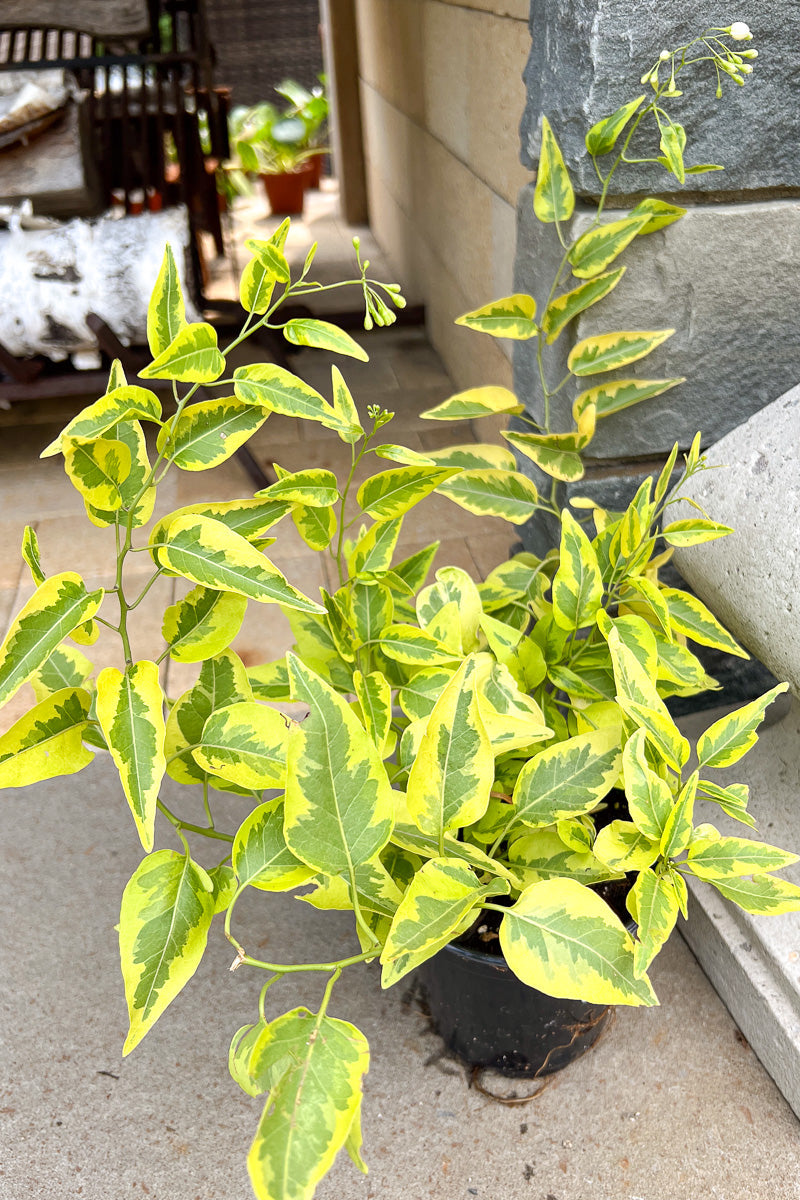 Solanum Brazilian Jasmine