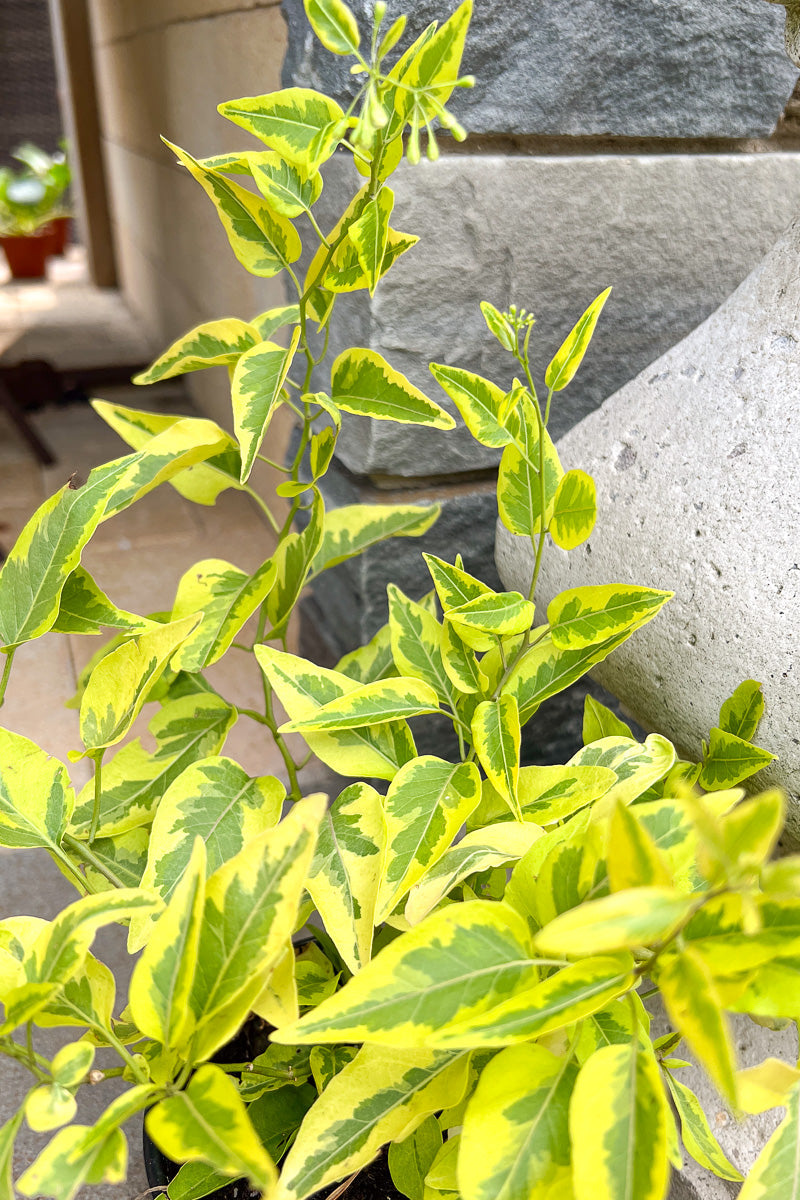 Solanum Brazilian Jasmine