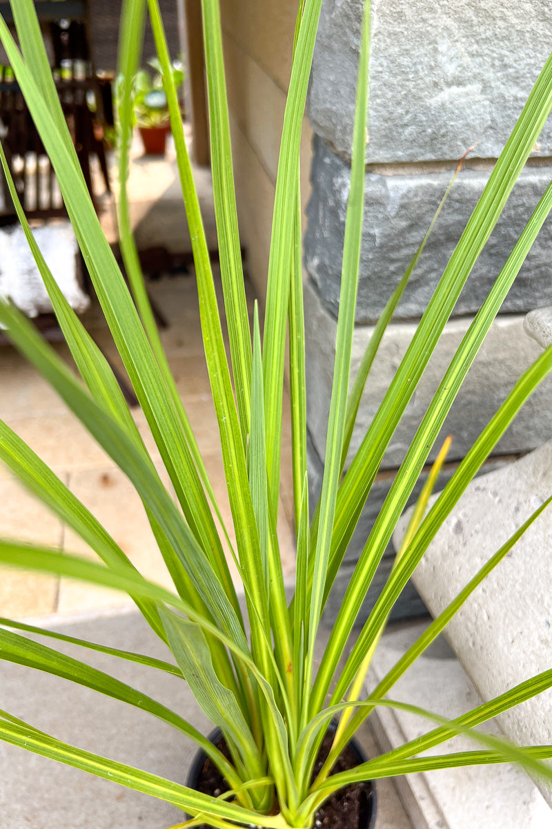 Dracaena, Spike Green