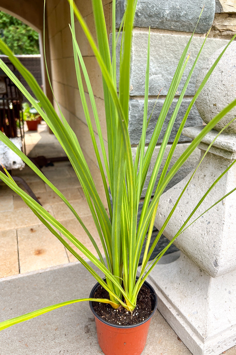 Dracaena, Spike Green