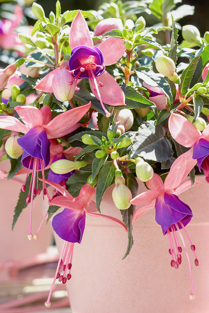 Fuchsia Bella Mariska