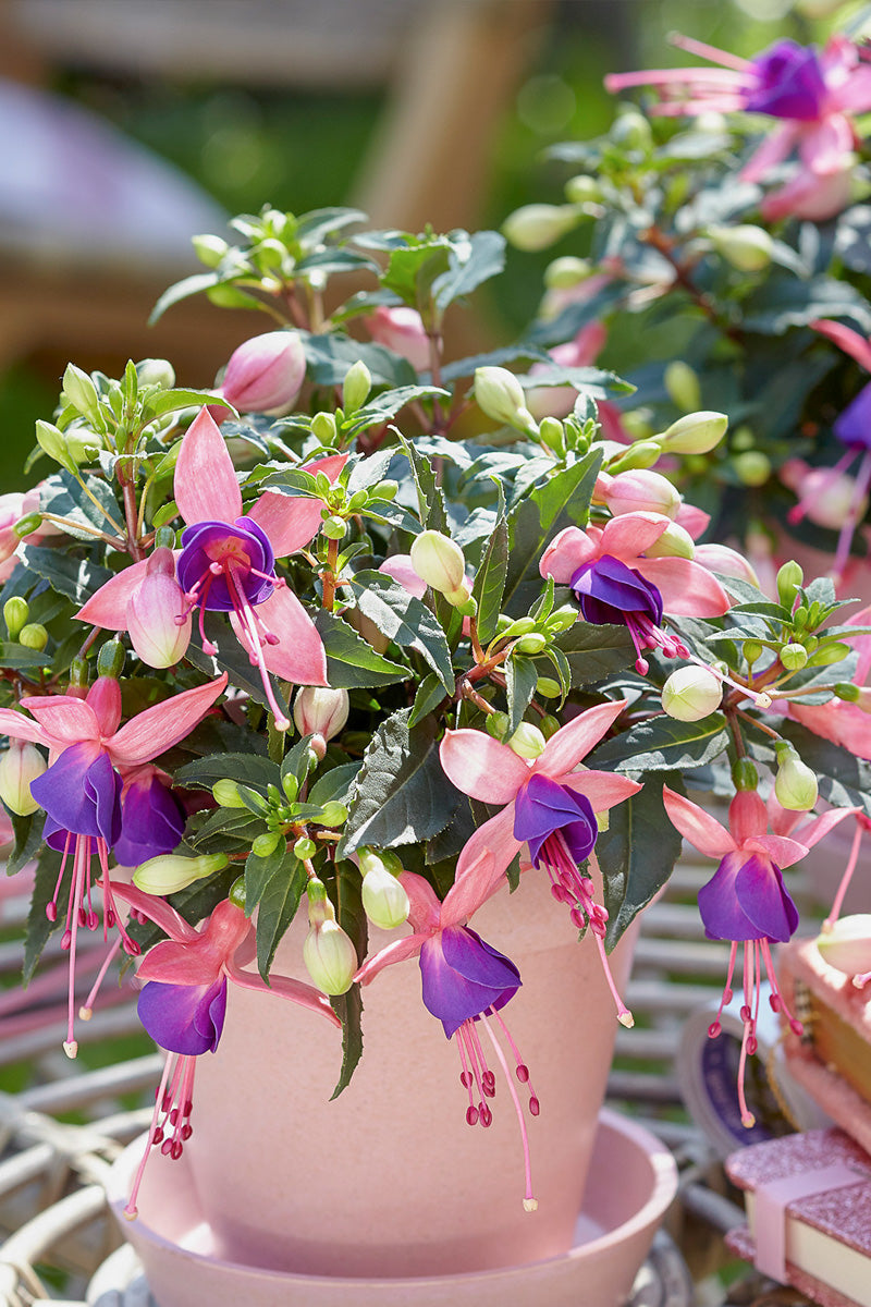 Fuchsia Bella Mariska