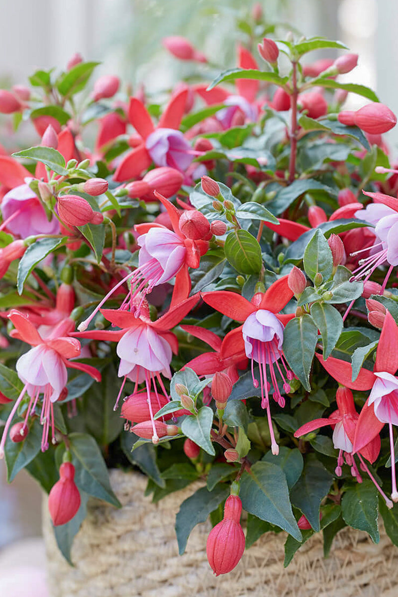 Fuchsia Bella Nikita