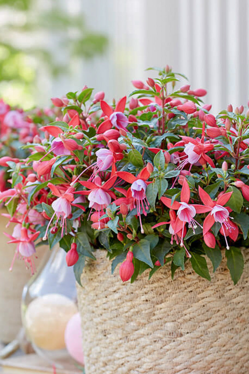 Fuchsia Bella Nikita