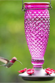 Perky-Pet® | Ready-To-Use Clear Hummingbird Nectar | 16 Oz