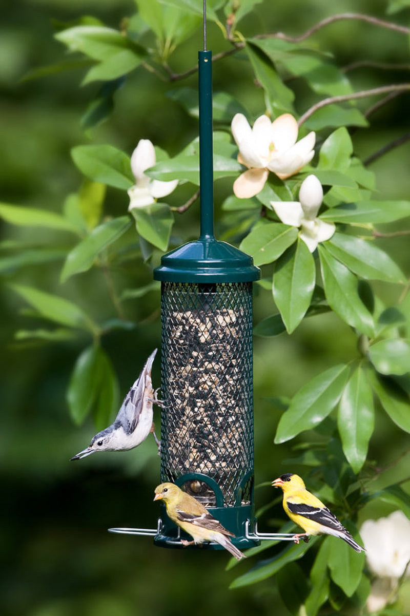 Brome Bird Care Mini Squirrel Buster Plus Feeder