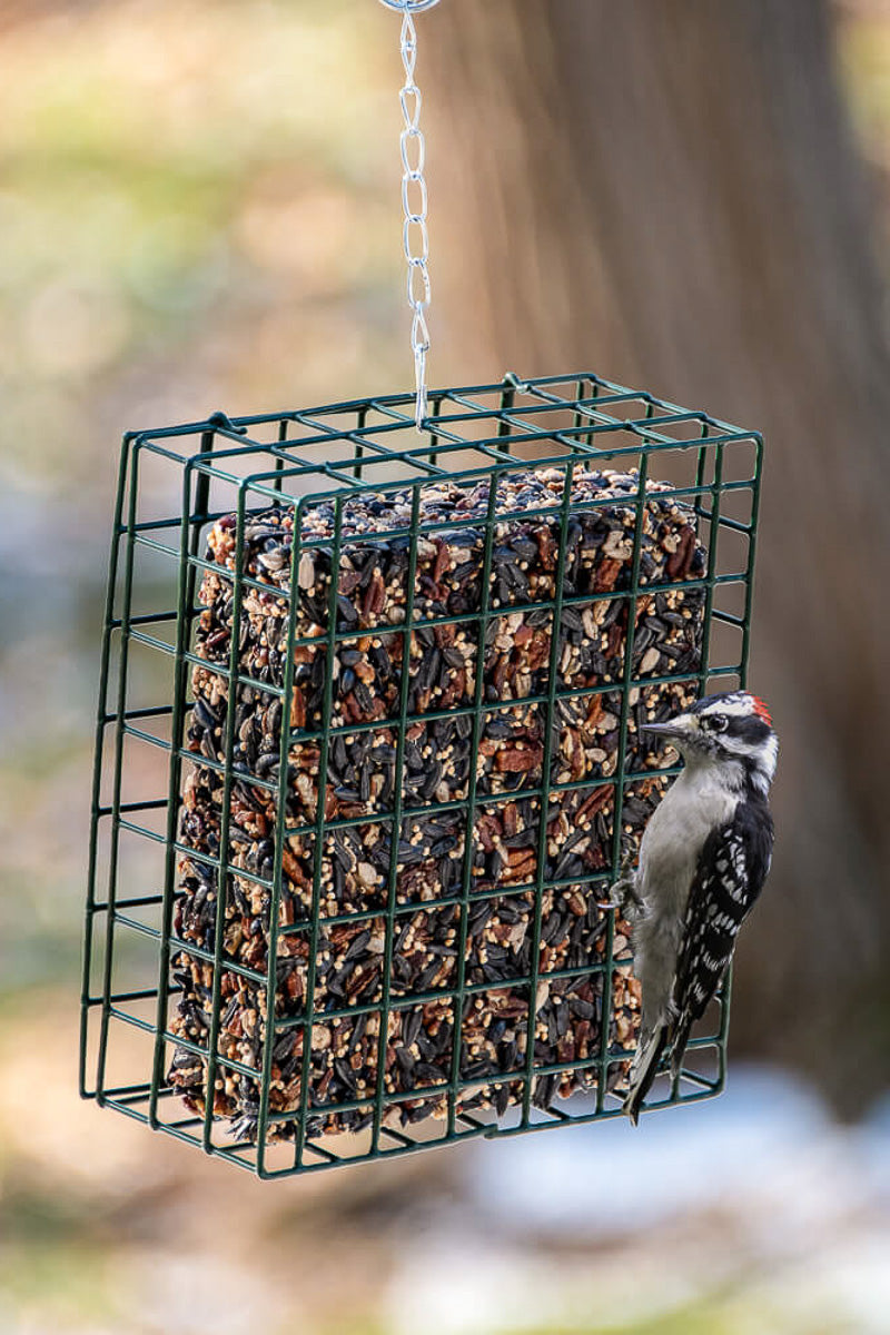 Mr. Bird Neat Feeder