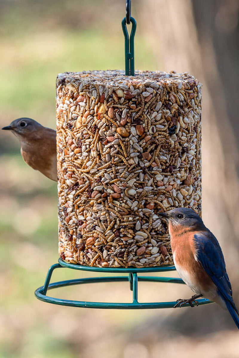 Mr. Bird EZFeeder