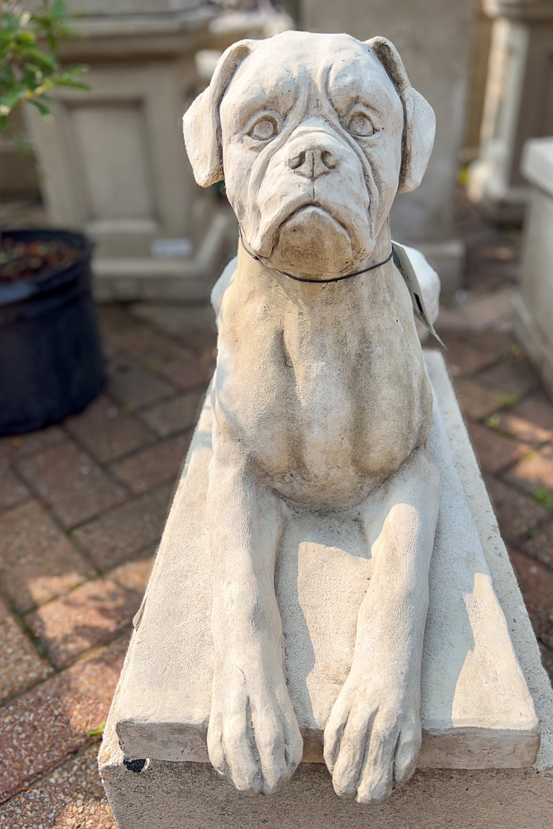 Campania Boxer Dog Statue GS Finish