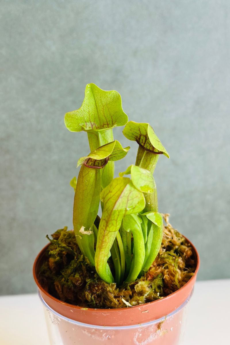 Carnivorous Purple Pitcher Plant 3"