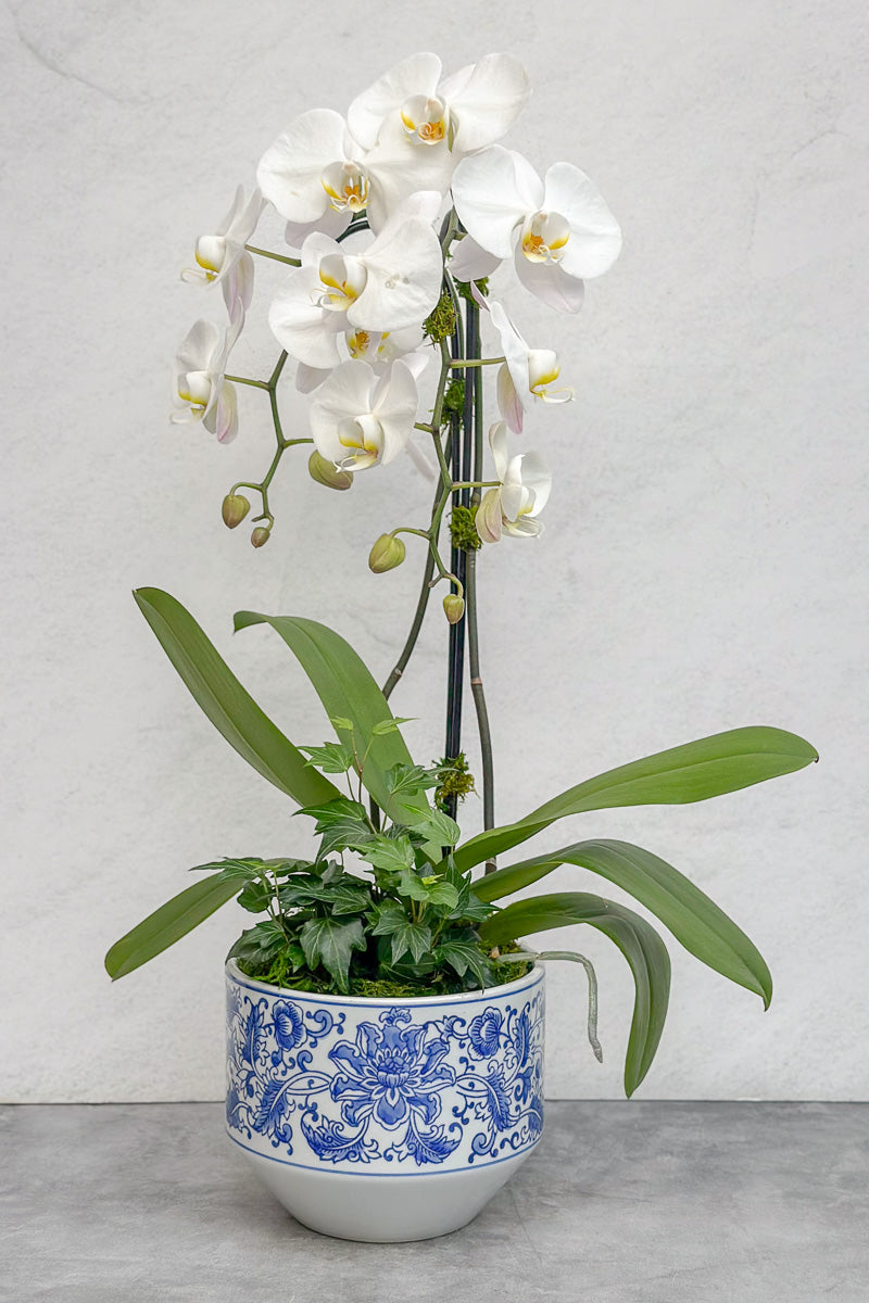 Chalet Signature Waterfall Orchid Kimsey 7"