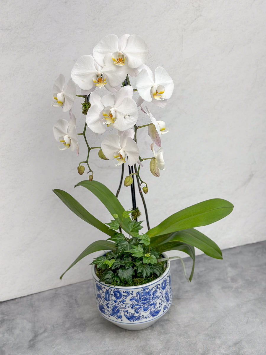 Chalet Signature Waterfall Orchid Kimsey 7"