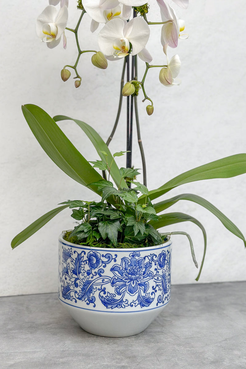 Chalet Signature Waterfall Orchid Kimsey 7"