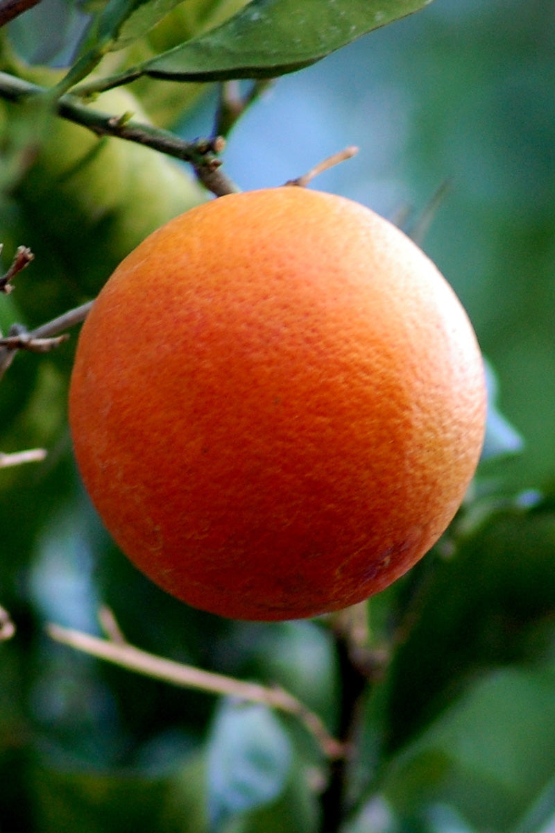 Citrus, Blood Orange 12"