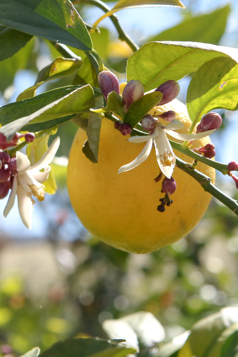 Citrus, Meyer Lemon 17" Std.