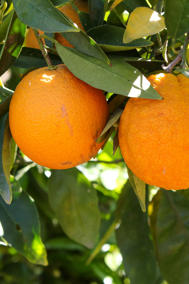 Citrus, Orange Navel 12"
