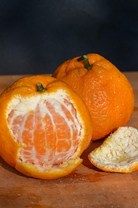 Citrus, Tangerine Satsuma 12"