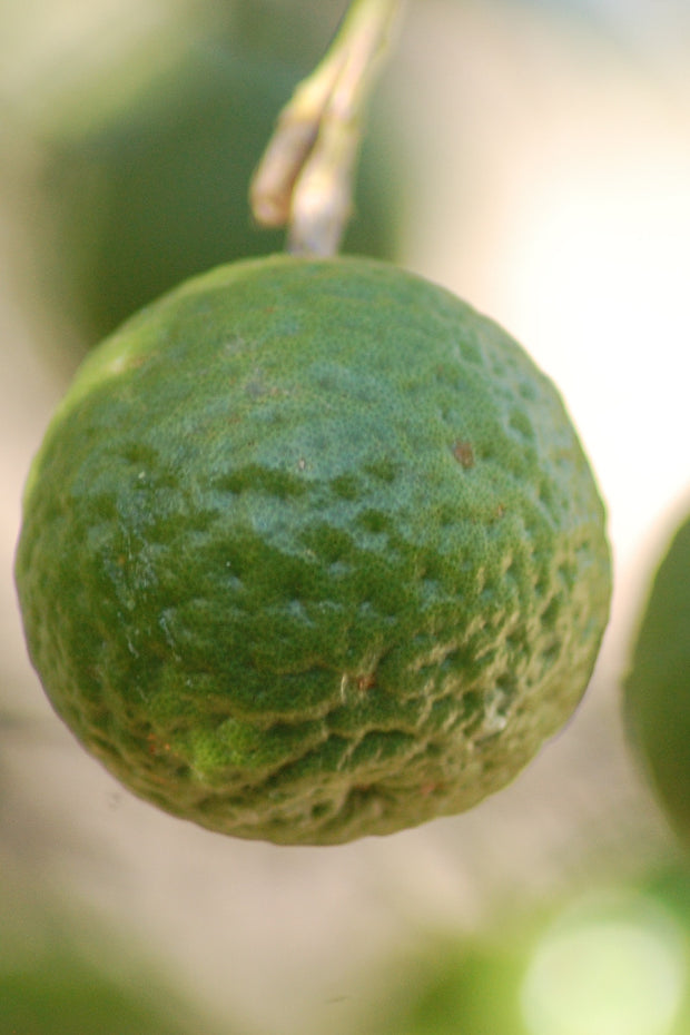 Citrus, Lime Kaffir 12"