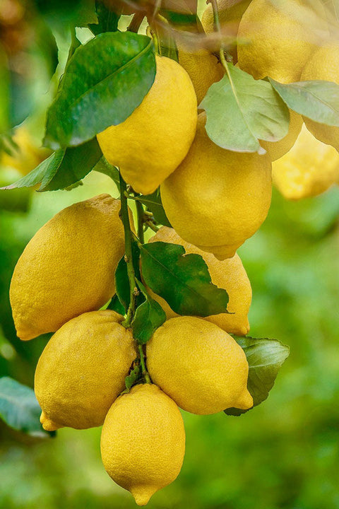 Citrus, Lemon Harvey 12"