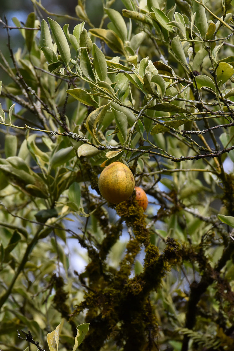 Citrus, Kumquat Centennial Variegated 8"