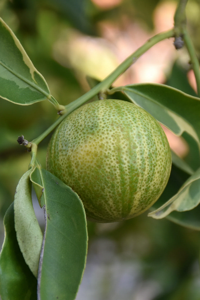 Citrus, Kumquat Centennial Variegated 8"