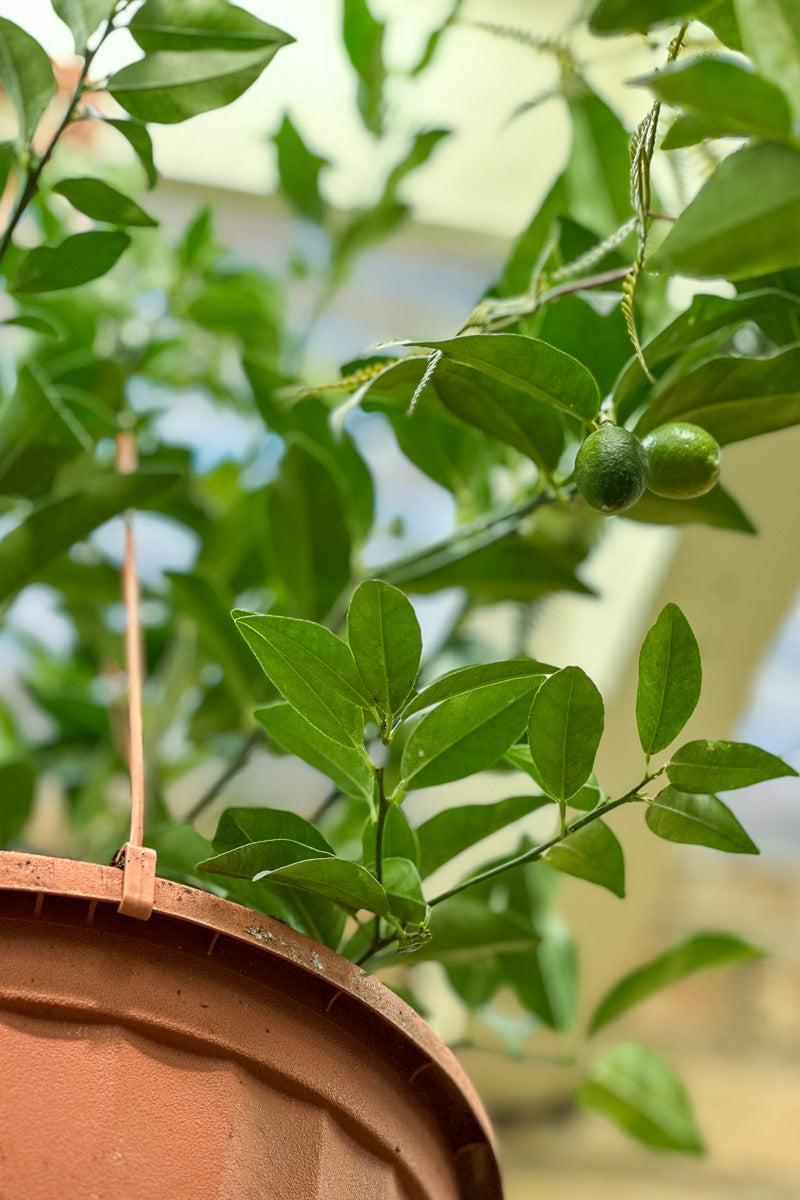 Citrus, Key Limequat 12" Hanging Basket