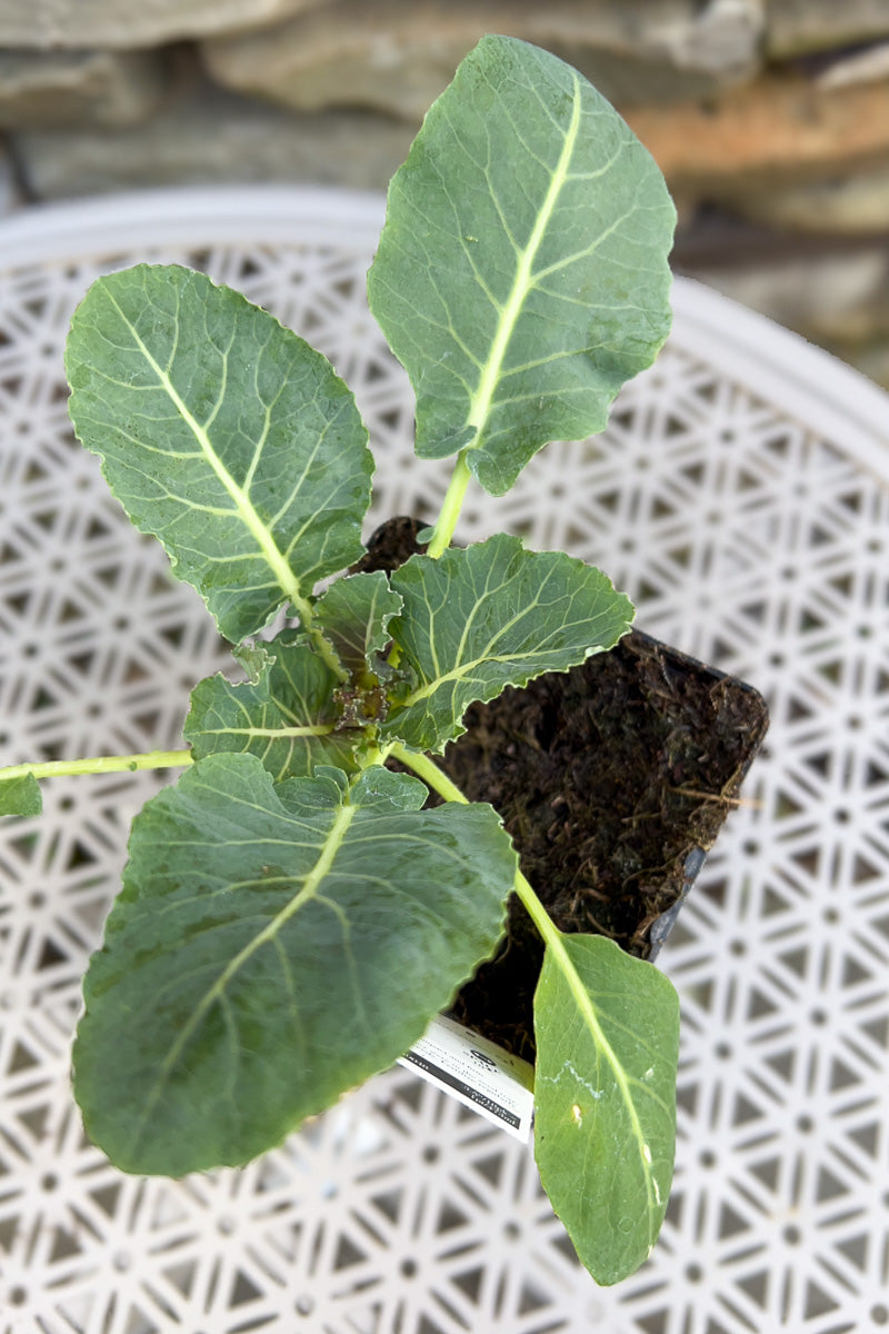 Vegetable,Cauliflower Ched