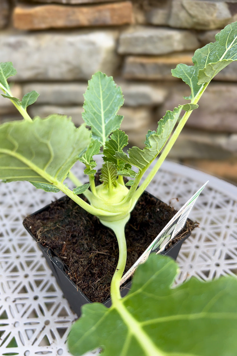 Vegetable,Kohlrabi Konan