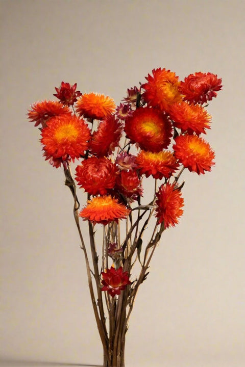 Vyn Dried Helichysum Bunch Orange